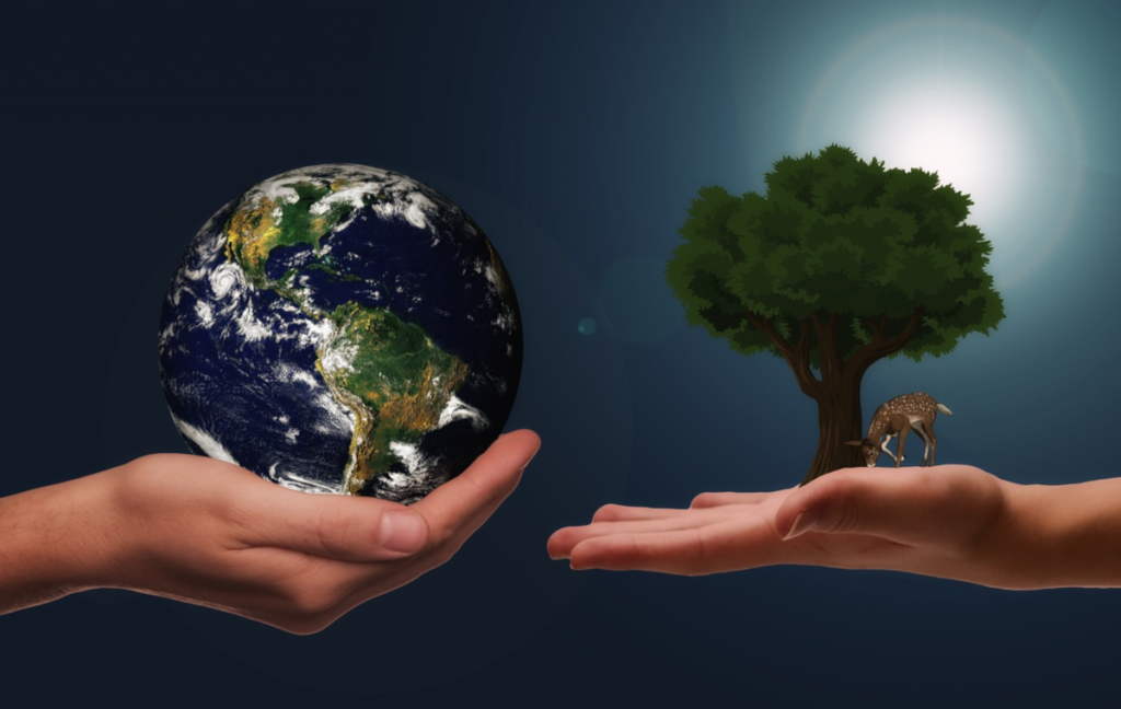 Bäume für den weltweiten Klimaschutz | Neue Baumarten pflanzen